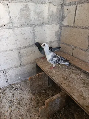 ‏حمام‏1
