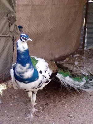 Pied peckcock chicks for sale 35 bd chick