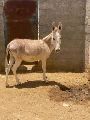 حماره صغيره في العمر عمرها سنه م شاءالله سلاله