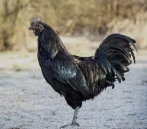 دجاج لمبرقيني