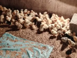 صيصان تهجين عماني فرنسي للبيع
