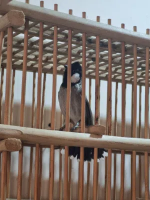 بلبل ربه بس ما يطلع بره