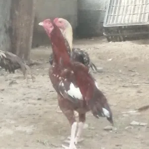 دجاج باكستاني للبيع الديك