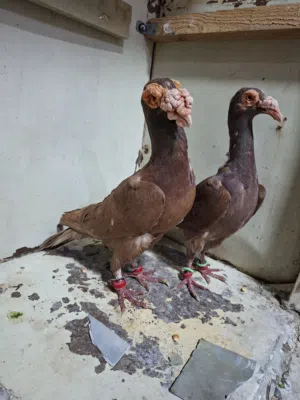 جوز بغادنه حمر تبارك الرحمن عليهم