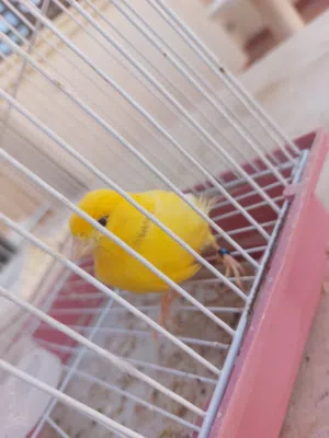 حسام السبيعي 