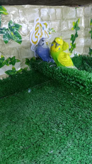 متاح زوج هاجرمو خط اول