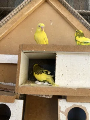 طيور حب محمية 14 زوج