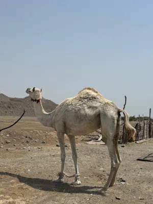 للبيع ناقه سودانيه مدنيي من بعير منتج رموز باقي تفاصيل خاص واتساب