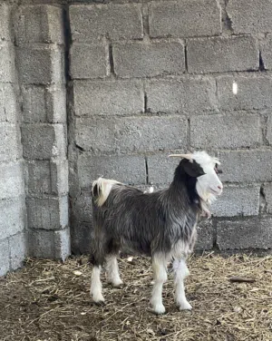 تيوس مخصايات