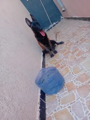 مينو حاجة صح انتئ ربي يبارك سعره حرق