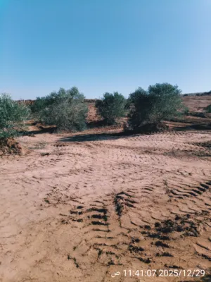 Farm Land for Sale in Murqub Souq Elkhamis