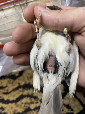 طيره مهرج برتغالي جاهزه فل بتجنن