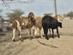 ثلاث  جعد سودانيات
