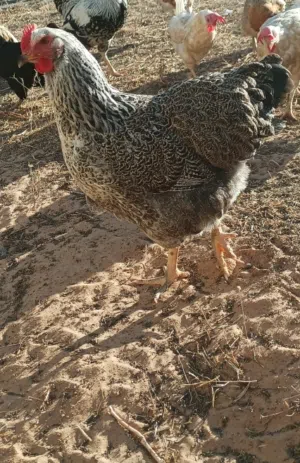 دجاج زينه للبيع