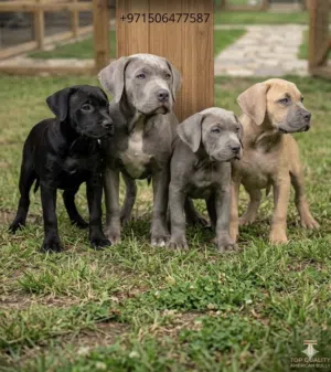 جراوي أميريكان بولي XXL - كواليتي عالي - عمر 3 شهور American Bully XXL (Males & Females)-3months old