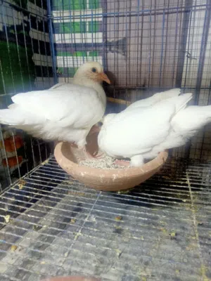 بيع حمام لاحم بيور  فرنساوي لذبيح