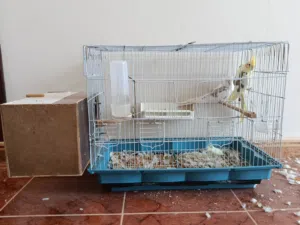 بسم الله ماشاءالله جوز كوكتيل اللهم بارك عين حمره  السعر 450دينار المكان بنغازي بودزيره تواصل علوتس
