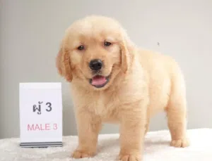 Golden Retriever Puppies