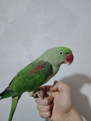 دره نيبالي للبيع