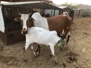 للبيع على كيفك طيبه وشي فارع