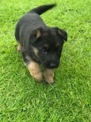 Quality German Shepherd puppies for sale