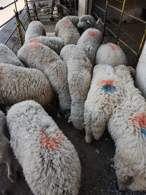 ‏غنم‏2