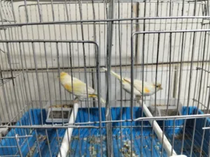 متاح بعد الصلاه على النبي كنار ذكور و اناثي المعني اقرا الوصف