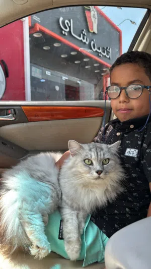 ذكر قط شيرازي اصل