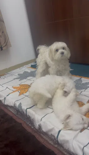malteez and husky