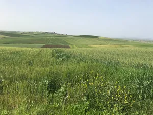 Farm Land for Sale in Ksar El-Kebir Other