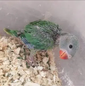 مطلوب فراخ دراره للزق الي عنده يتواصل معي