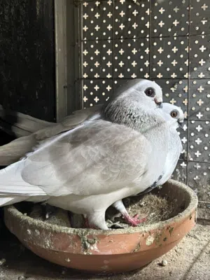 جوز شغالات مع فرخهم