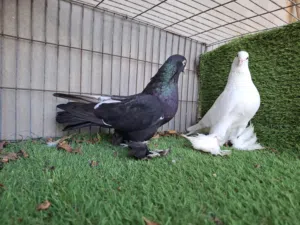 شقلاب بلاك