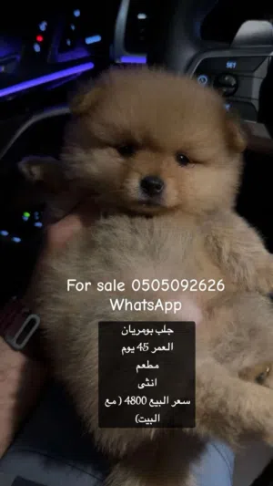 كلب انثى العمر 45 يوم