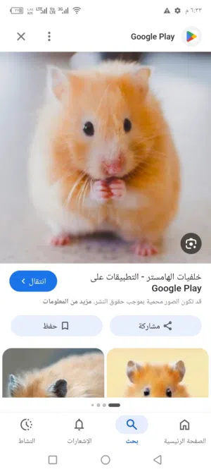 هامستر ومجموعه اكسسوارات