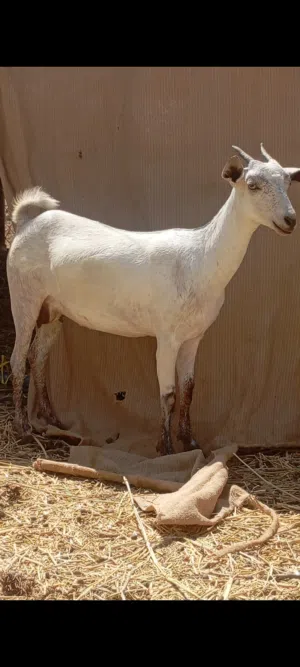 شاه صلالية بكر تحدر