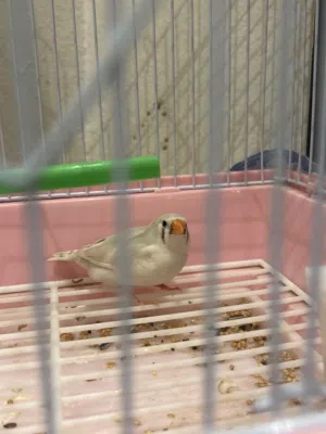 طير زيبرا للبيع