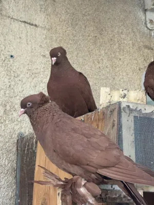 حمام رواعب اصليات