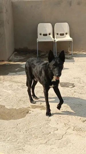 ‏أخرى‏2