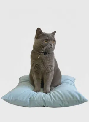 قط ذكر بريتيش قابل للتفاوض