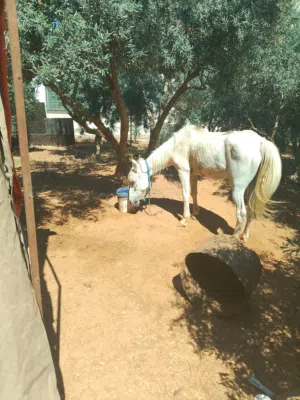 فرس للبيع بسعرحرق