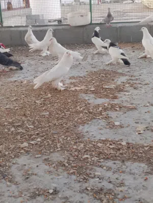 حمام نفاخ أبيض للبيع
