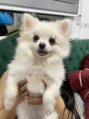 Pomeranian and Maltipoo TOY SIZE