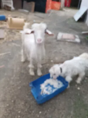 ماعز لتربية مع بنتها بي 90ريال