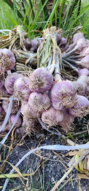 ثوم محلي اللون الاحمر