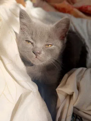 للتبني اثنينهن