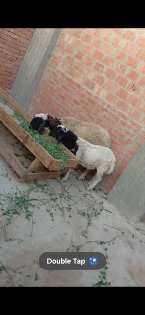 بسم الله الرحمن الرحيم الخميس 12/2/2026 متاح خروف وبدريه  بدريه خشنه كاسره4وراها دكرسقوسن5شهور تربيه