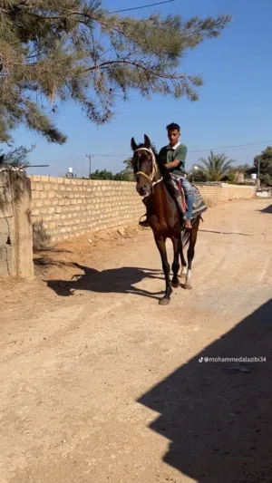 سلام عليكم حصان للبيع حصان عقد طايب عمر 8 سنوات سعره 2700