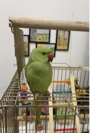 بغبغاء دره