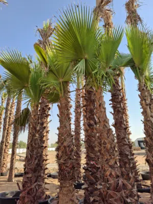 نخيل واشنطونيا للبيع